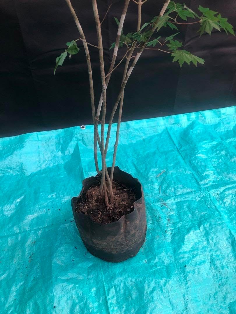 天然山採りアオダモ、コハウチワカエデ混合株2 コハウチワカエデ